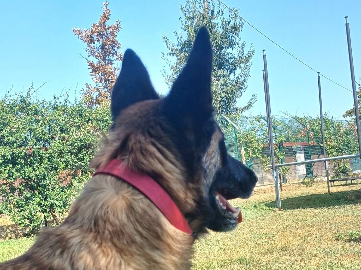 Adotta un cane, taglia media, femmina, Mantova