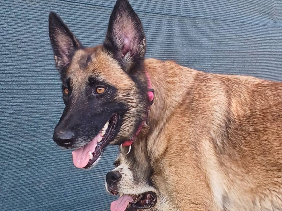 Adotta il cane LAIKA a Mantova
