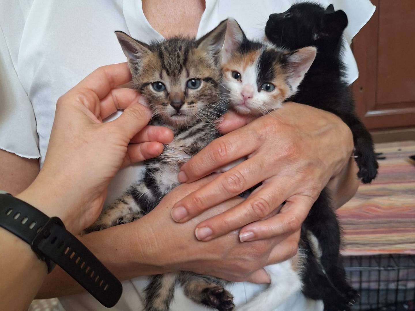 Adozione gatto, femmina, Razza sconosciuta Razza sconosciuta, 2 mesi, taglia non valida, Torino