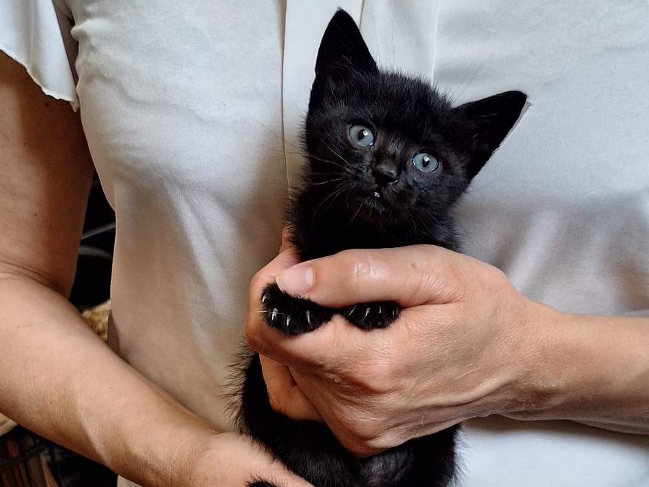 Adotta un gatto, femmina, 2 mesi, Torino