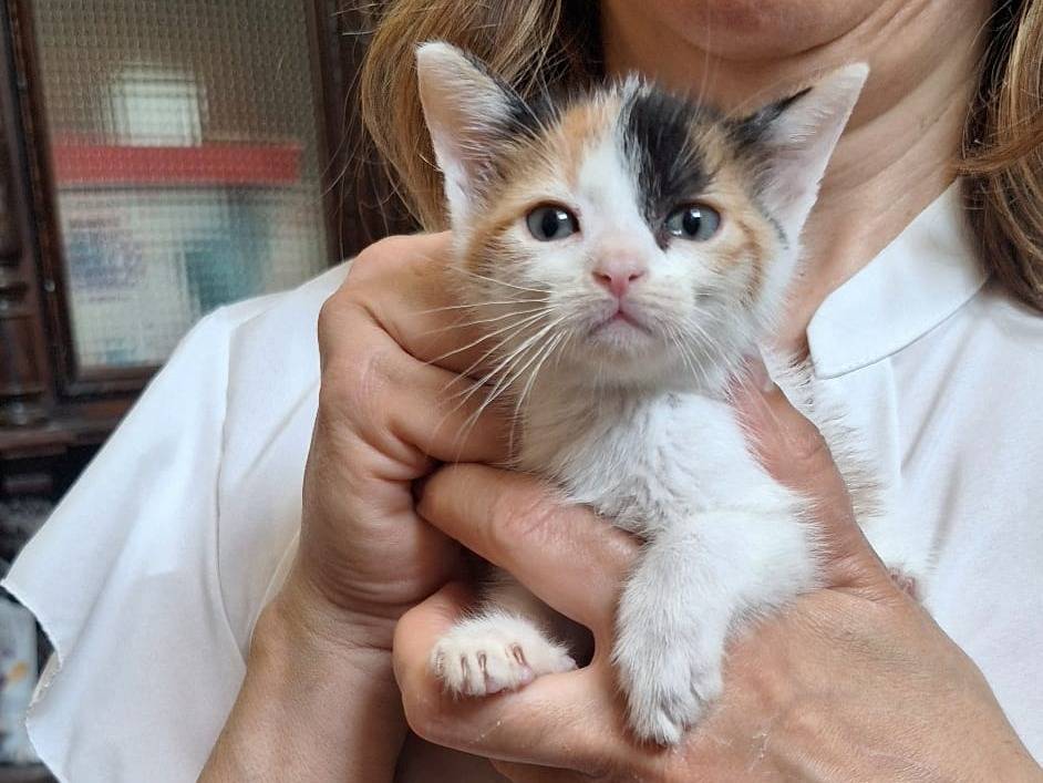 Adotta un gatto, taglia non valida, femmina, Torino