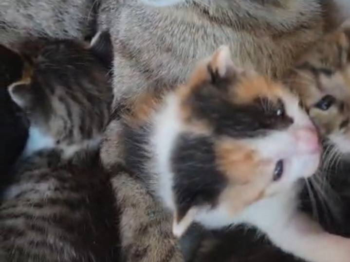 Vuoi adottare un gatto a Torino?