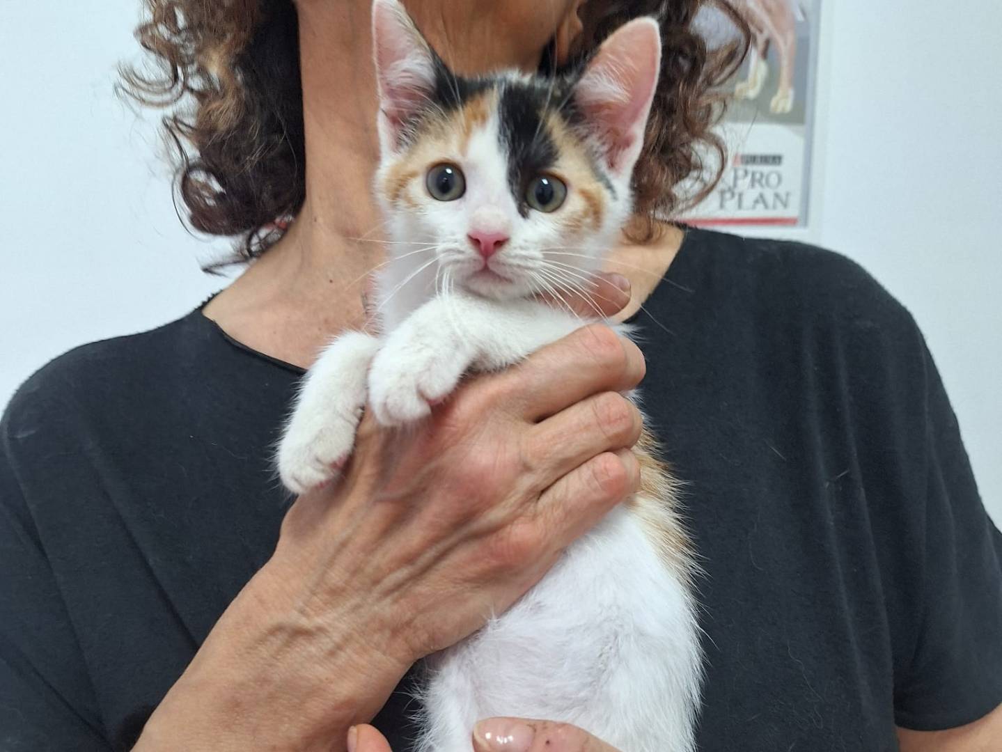 Adotta il gatto Ombretta e Odette  a Torino