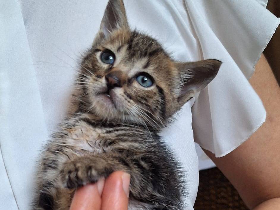 Adozione gatto, maschio, Razza sconosciuta Razza sconosciuta, 2 mesi, taglia non valida, Monza