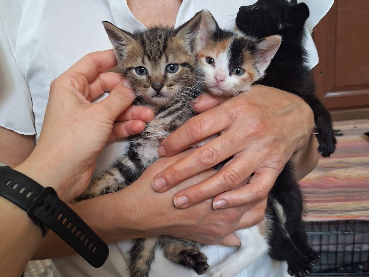 Adotta un gatto, maschio, 2 mesi, Monza