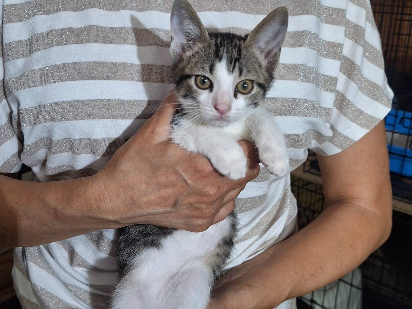 Adotta un gatto, taglia non valida, maschio, Monza