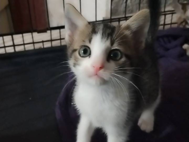 Vuoi adottare un gatto a Monza?