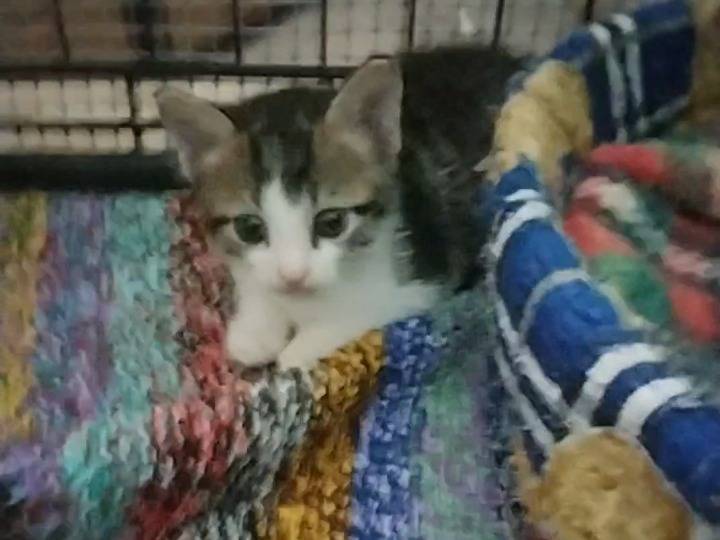 Adotta il gatto Oreo e Orion a Monza