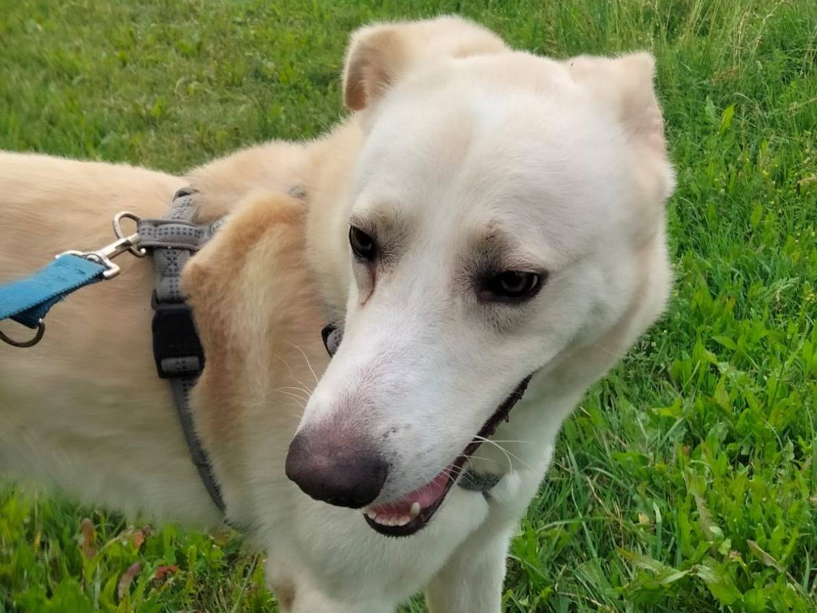 Adotta un cane, maschio, 4 anni e 5 mesi, Monza
