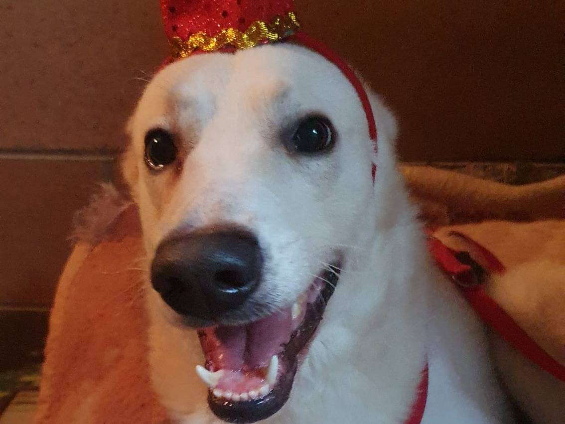 Adotta un cane, taglia media, maschio, Monza