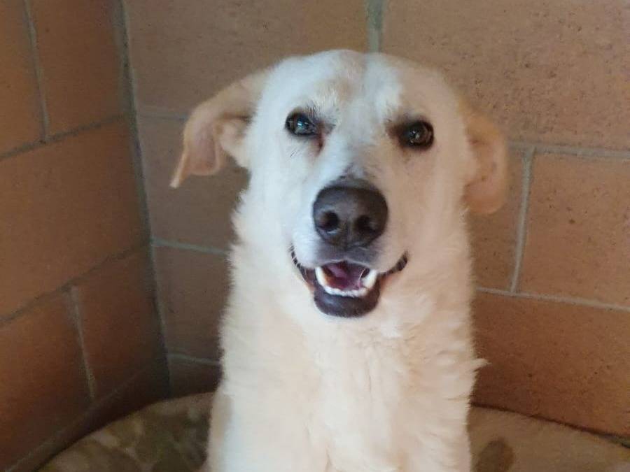 Vuoi adottare un cane a Monza?