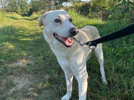 Adotta il cane Oliver a Monza