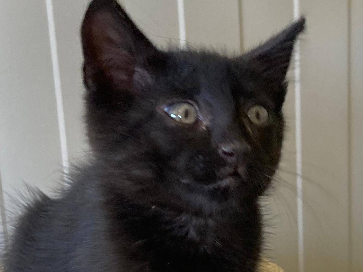 Adotta un gatto, femmina, 2 mesi, Pisa