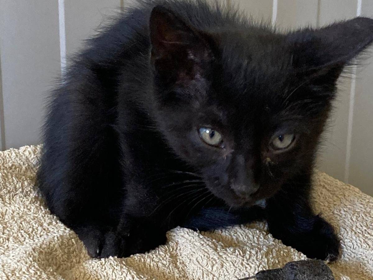 Adotta un gatto, taglia non valida, femmina, Pisa