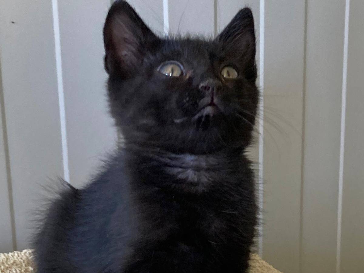 Vuoi adottare un gatto a Pisa?