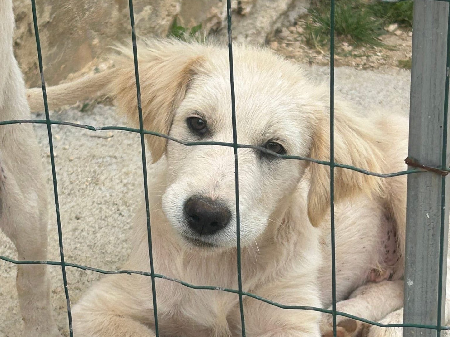 Foto 2 dell'animale