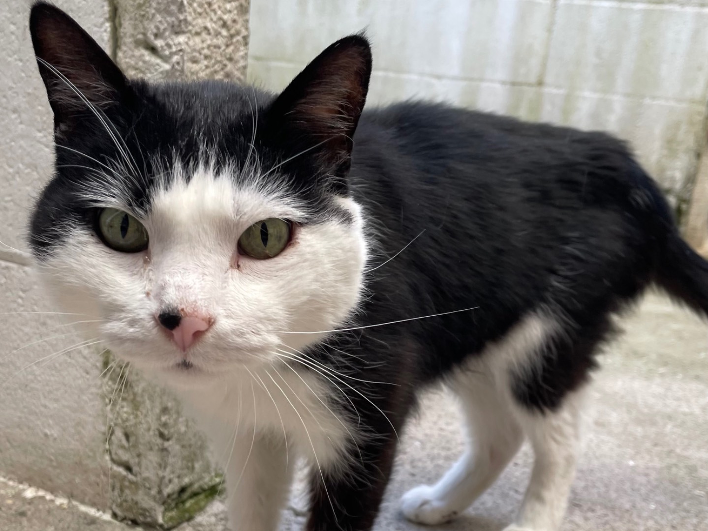 Adotta il gatto Tello a Milano
