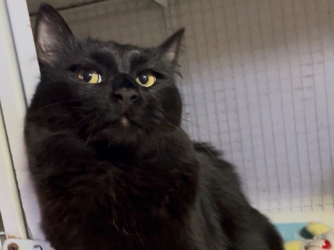 Adotta un gatto, taglia non valida, maschio, Milano