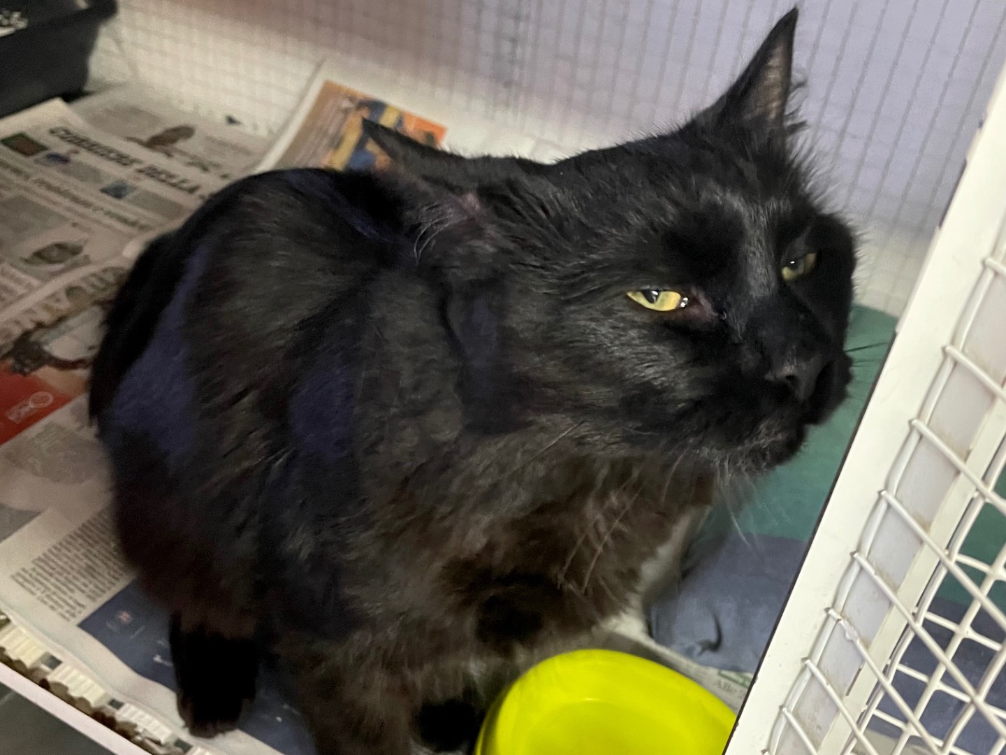 Adotta un gatto, maschio, 6 mesi, Milano