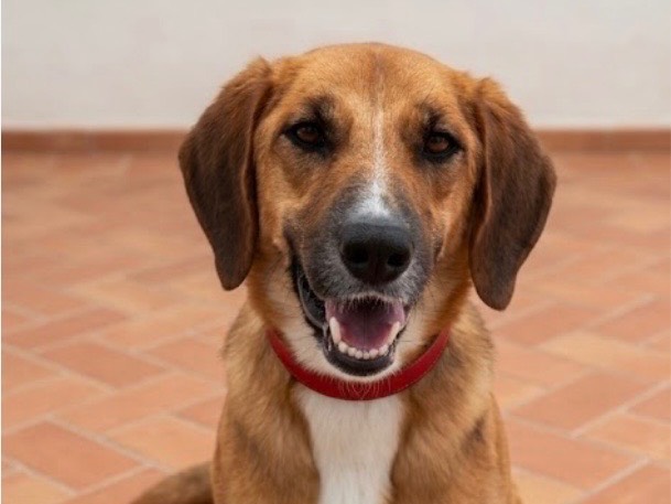 Adotta un cane, taglia media, femmina, Sud