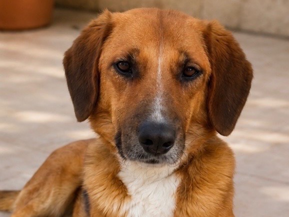 Adotta un cane, femmina, 5 anni e 4 mesi, Sud