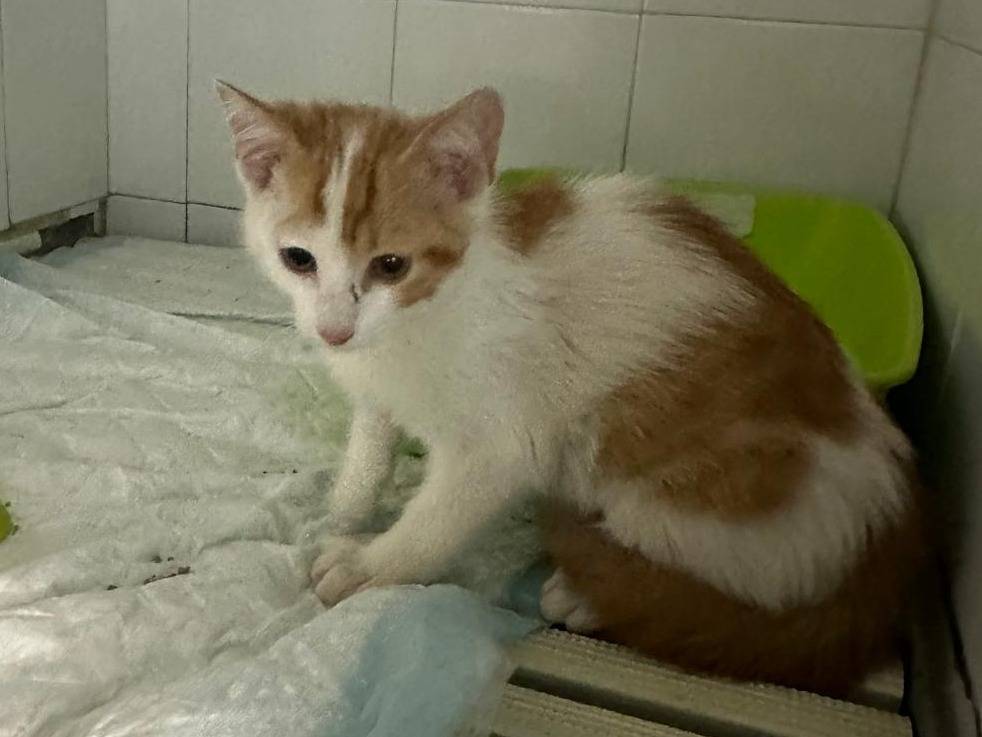 Adozione gatto, maschio, Razza sconosciuta Razza sconosciuta, 3 mesi, taglia non valida, Milano