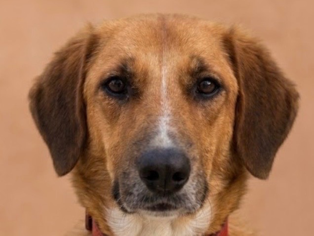 Adozione cane, femmina, Razza sconosciuta Razza sconosciuta, 5 anni e 4 mesi, taglia media, Sud