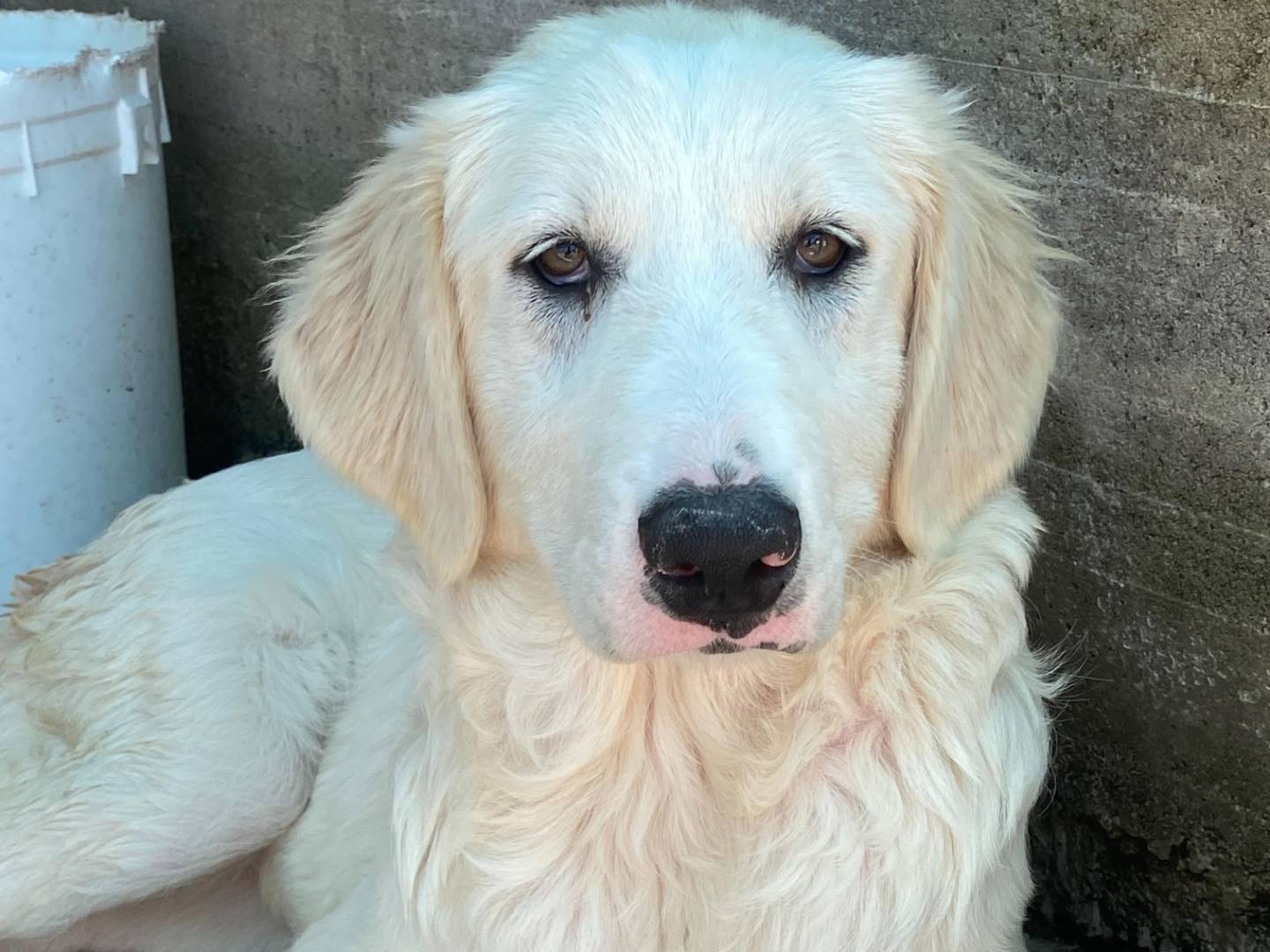 Adozione cane, femmina, Golden Retriever Pastore maremmano, 6 mesi, taglia grande, Latina