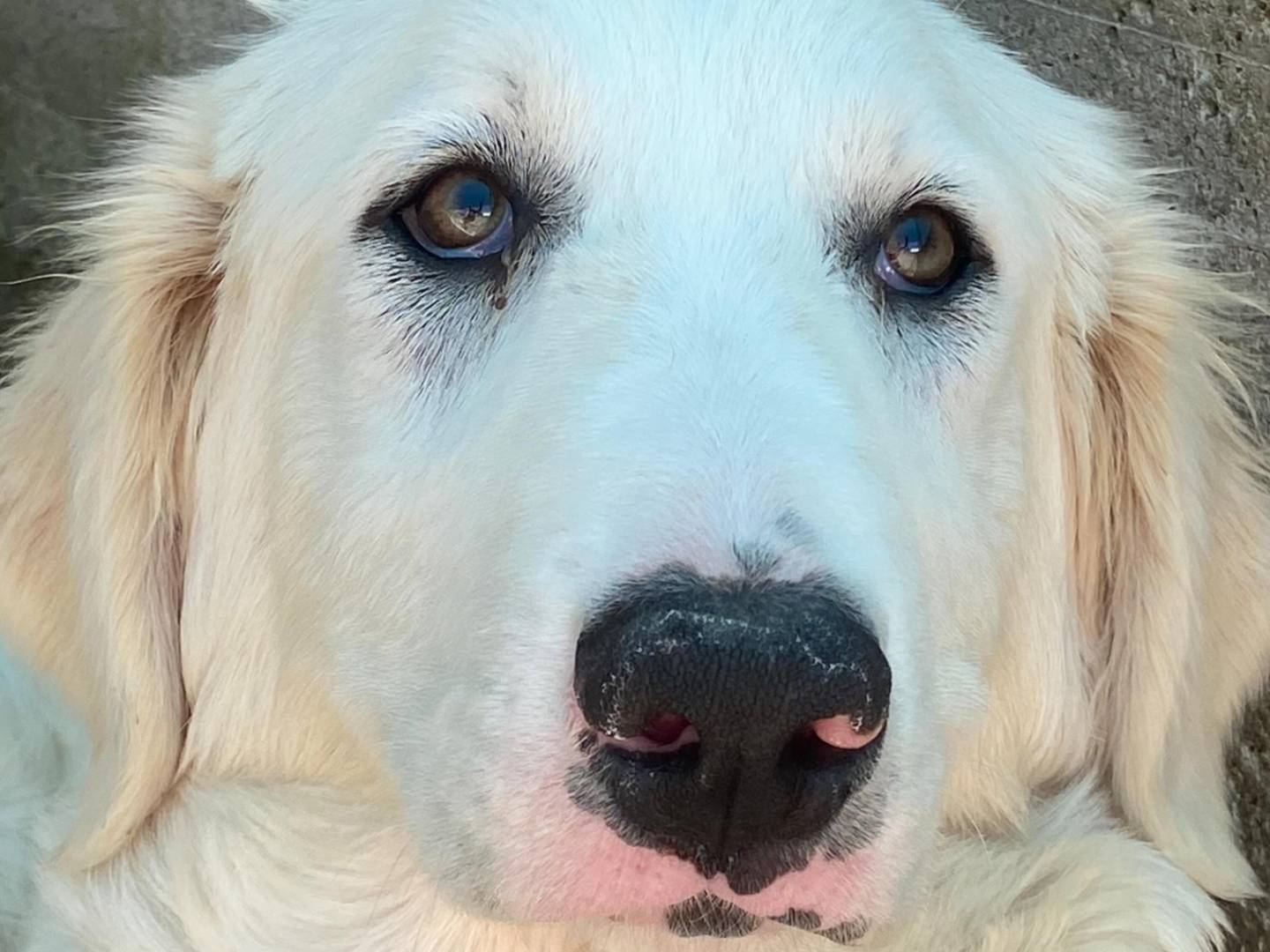 Adotta un cane, femmina, 6 mesi, Latina
