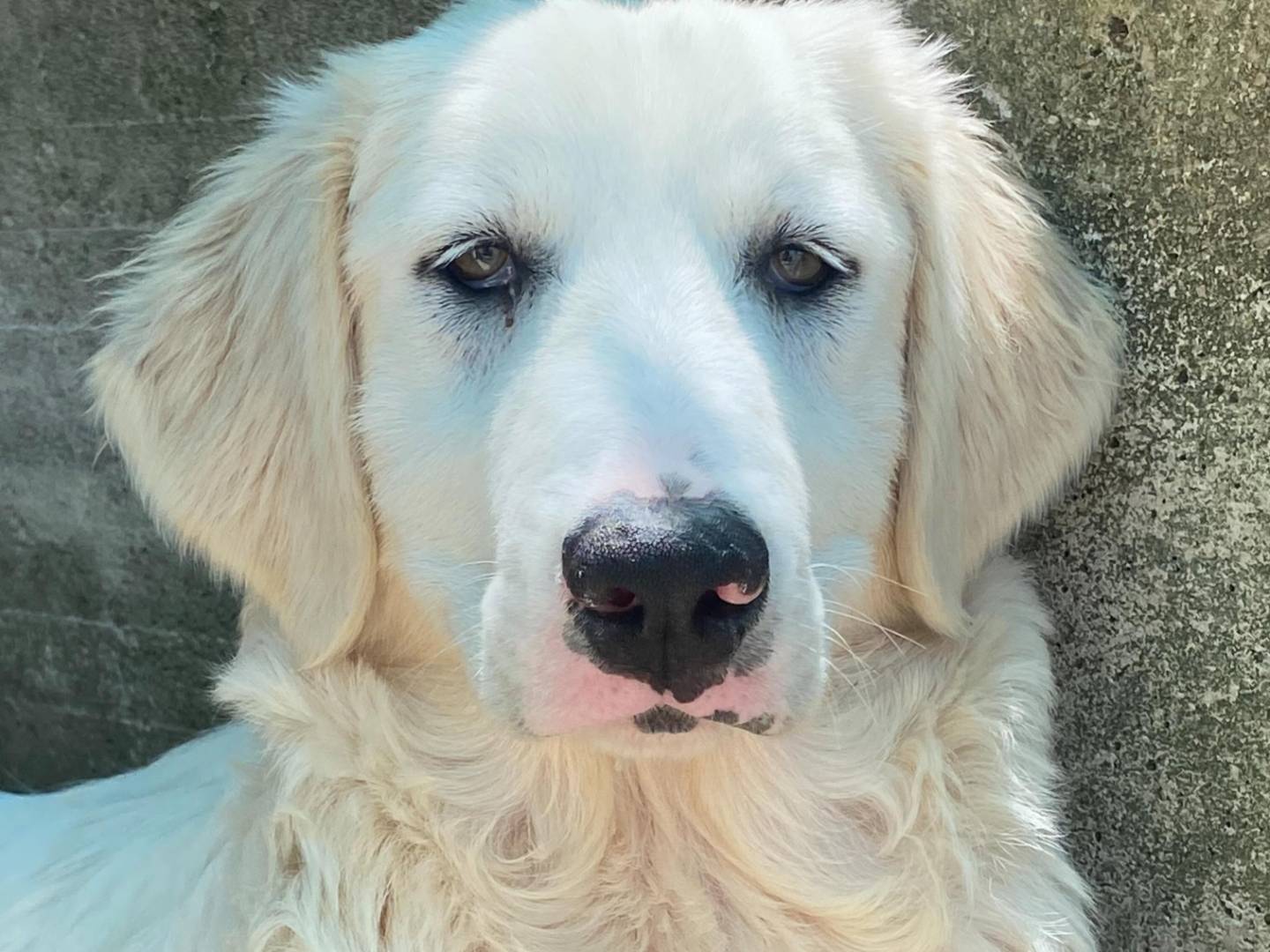 Adotta un cane, taglia grande, femmina, Latina