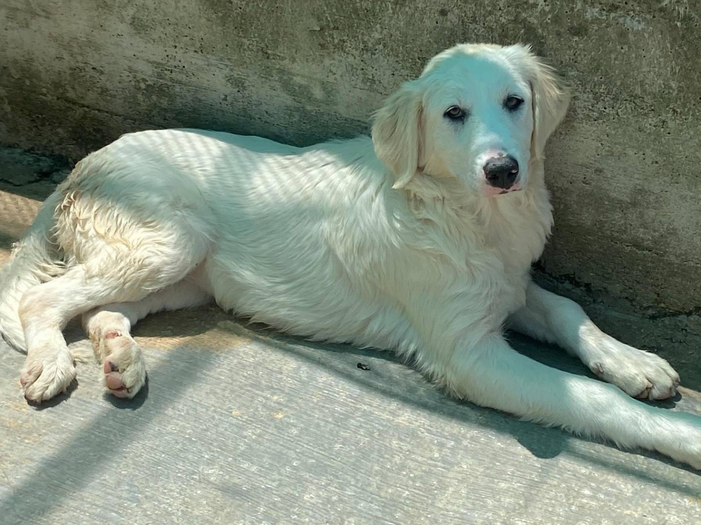 Adotta il cane AMELIE a Latina