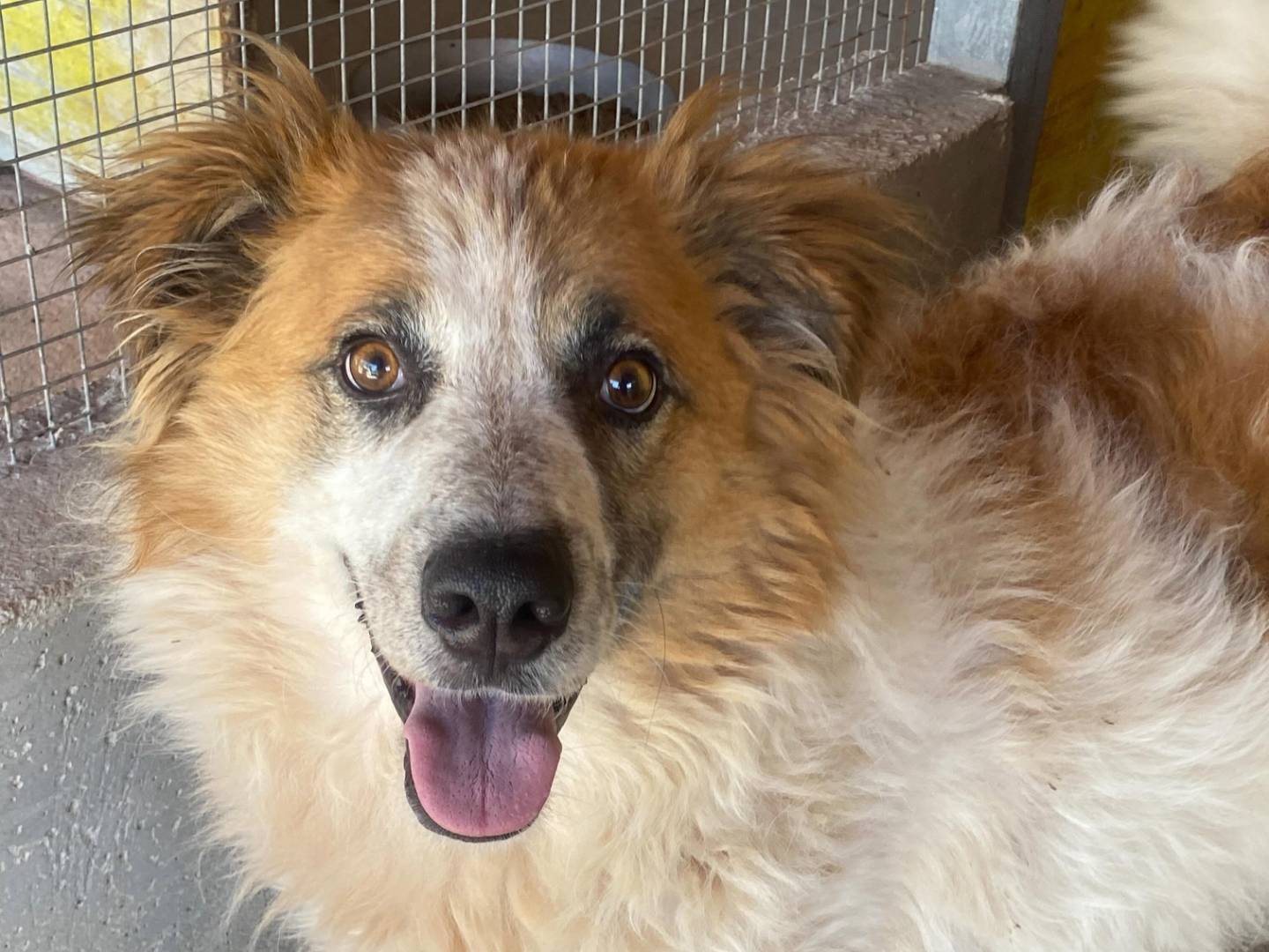 Adozione cane, femmina, Razza sconosciuta Razza sconosciuta, 7 anni e 1 mese, taglia grande, Latina