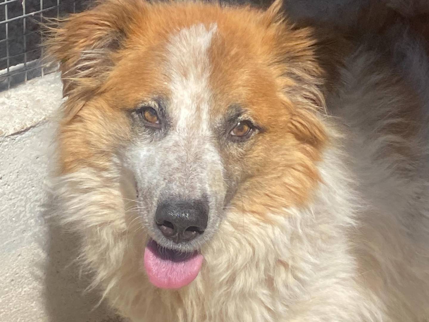 Adotta un cane, femmina, 7 anni e 1 mese, Latina