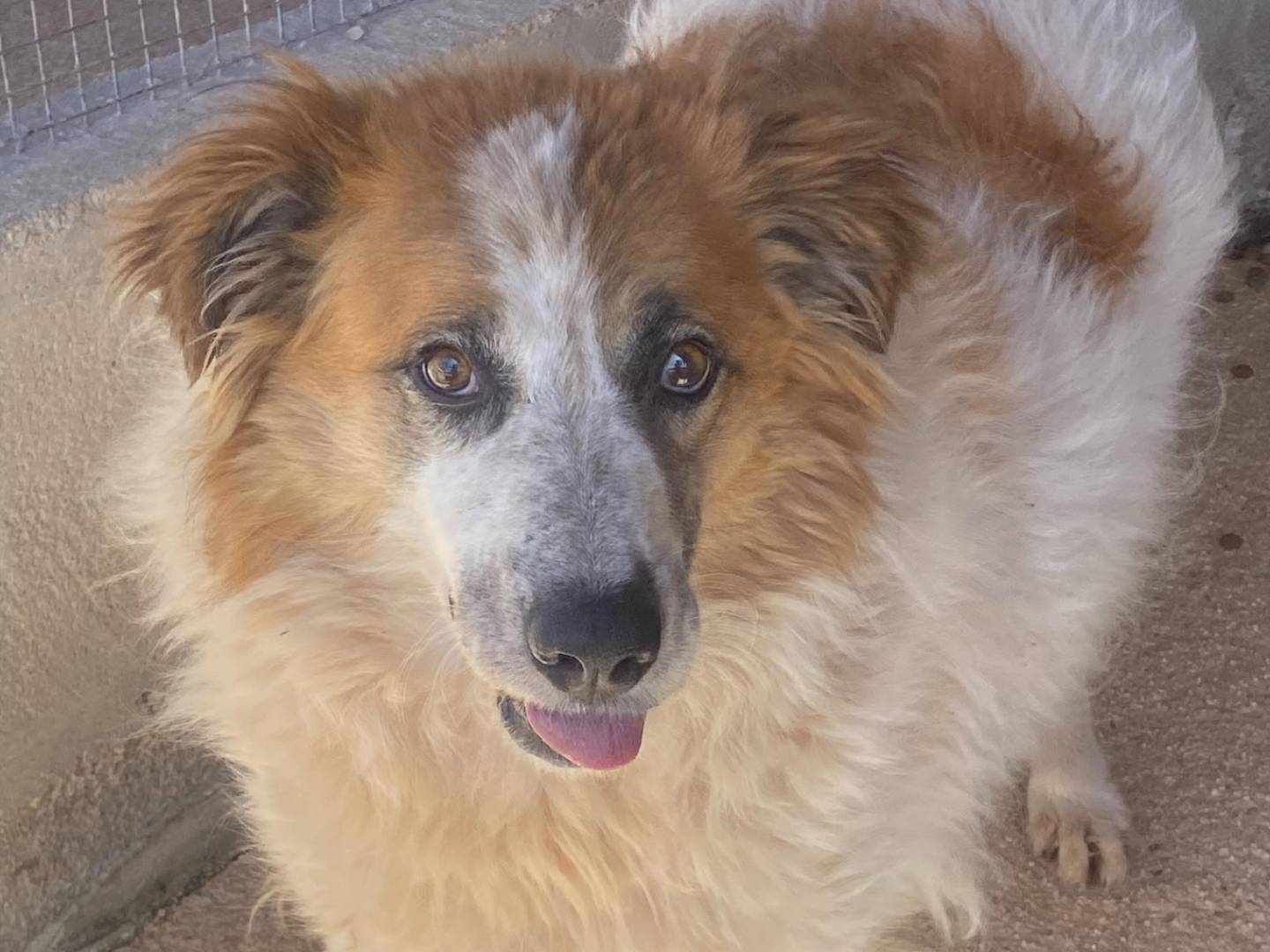 Adotta un cane, taglia grande, femmina, Latina