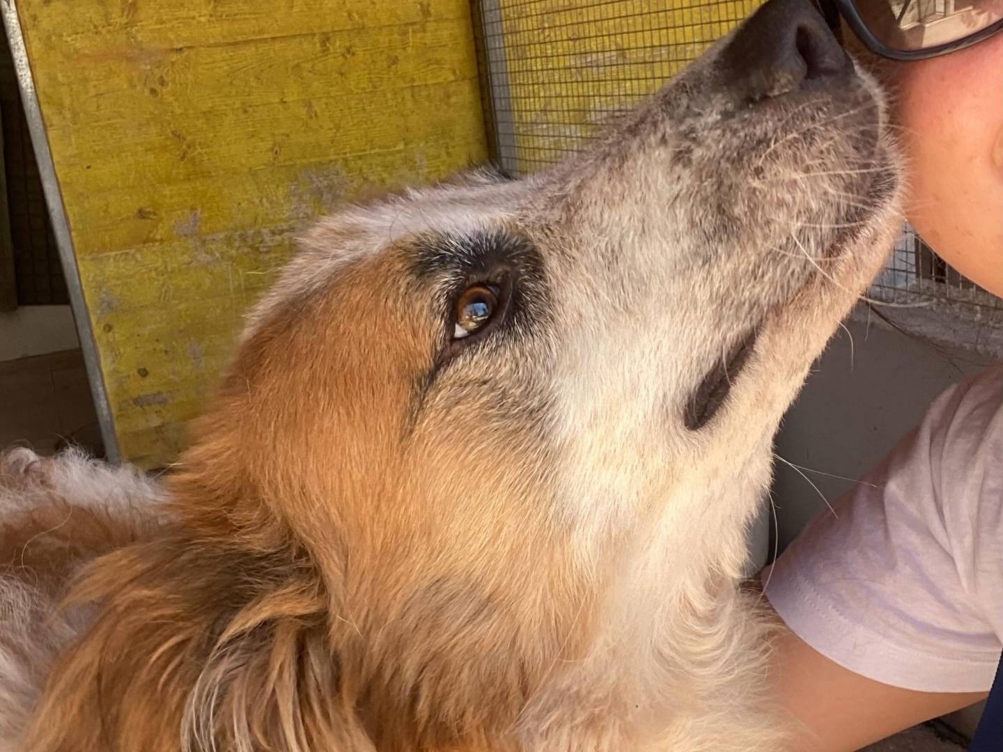 Vuoi adottare un cane a Latina?