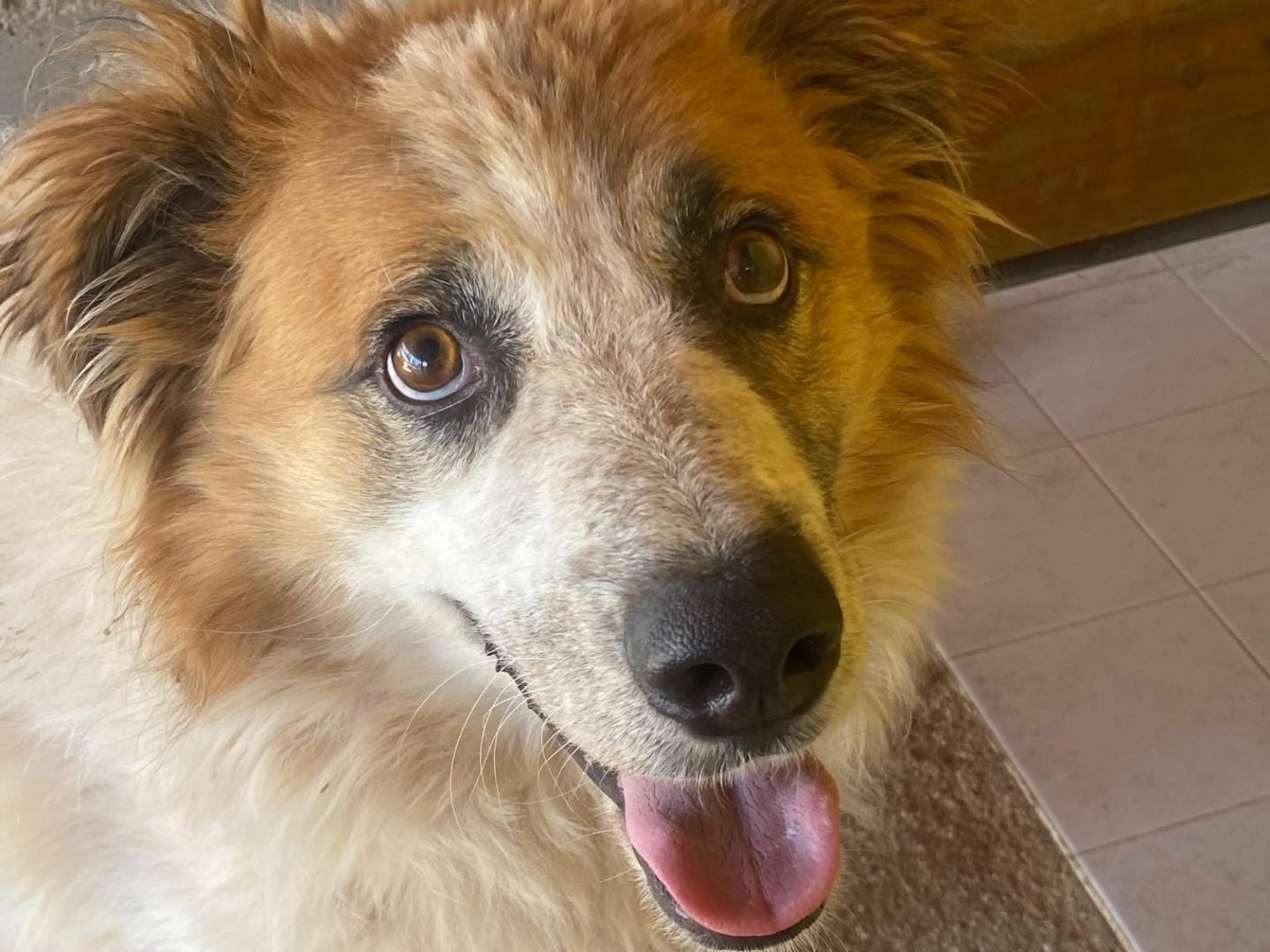 Adotta il cane CAMILLA a Latina