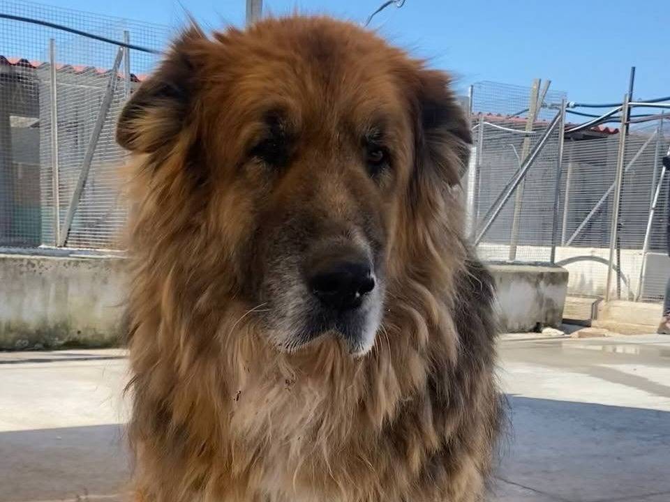 Adozione cane, maschio, Pastore tedesco Razza sconosciuta, 10 anni, taglia gigante, Latina