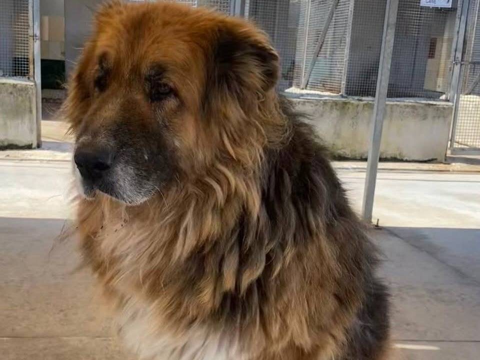 Adotta un cane, maschio, 10 anni, Latina