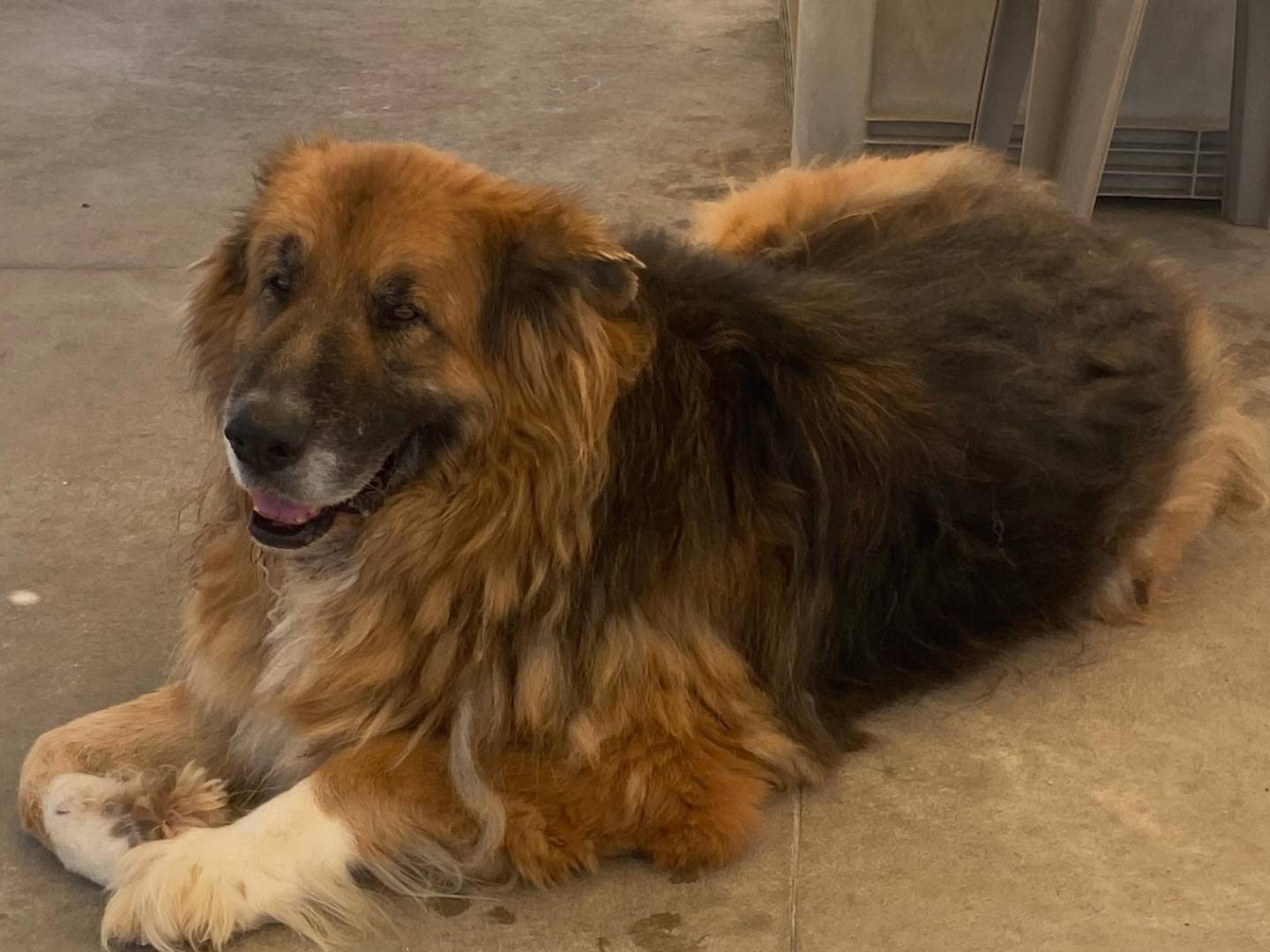 Adotta un cane, taglia gigante, maschio, Latina
