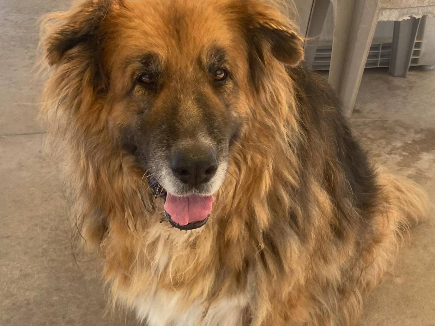 Vuoi adottare un cane a Latina?