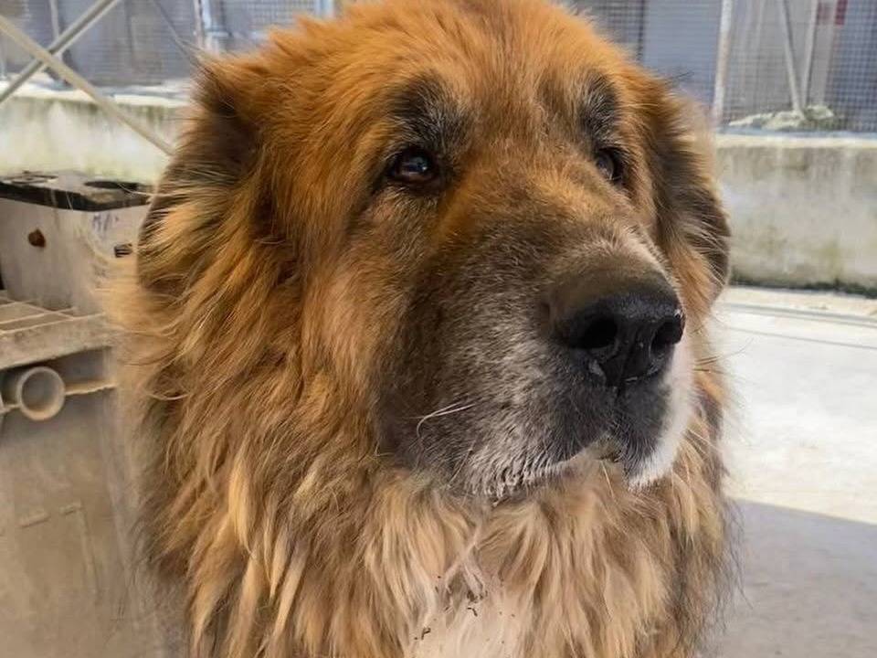 Adotta il cane EINSTEIN a Latina
