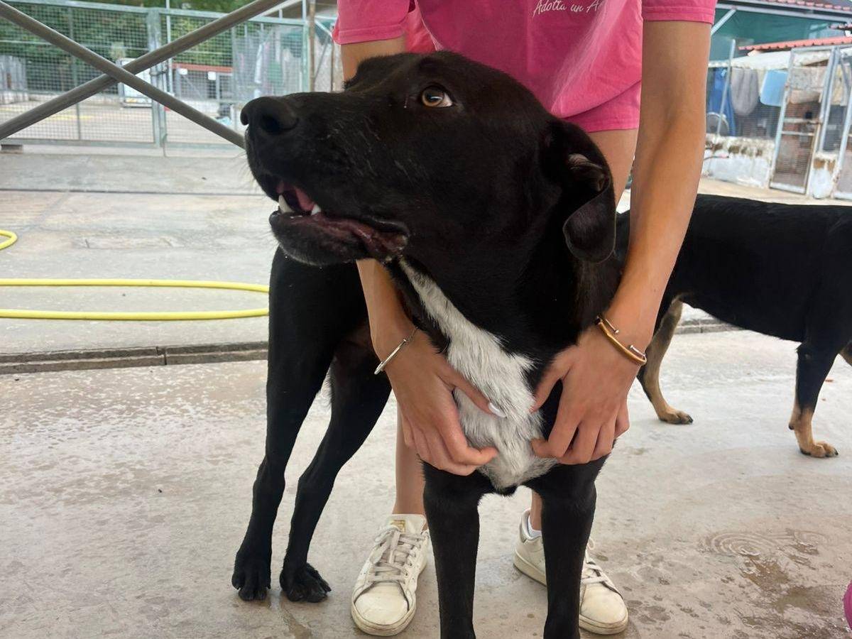 Adozione cane, maschio, Labrador Retriever Razza sconosciuta, 4 anni, taglia media, Latina