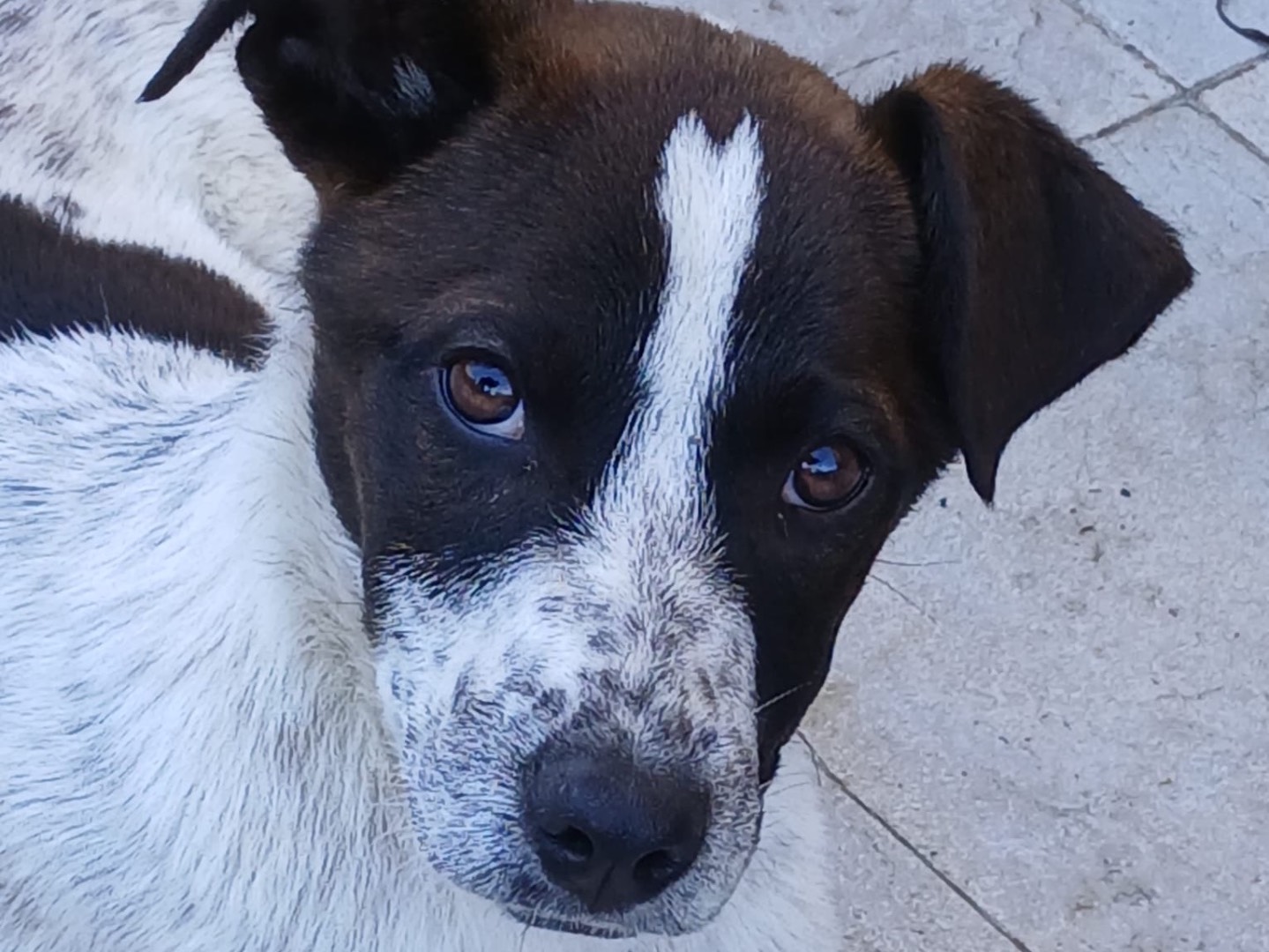 Adozione cane, femmina, Razza sconosciuta Razza sconosciuta, 3 mesi, taglia media, Genova