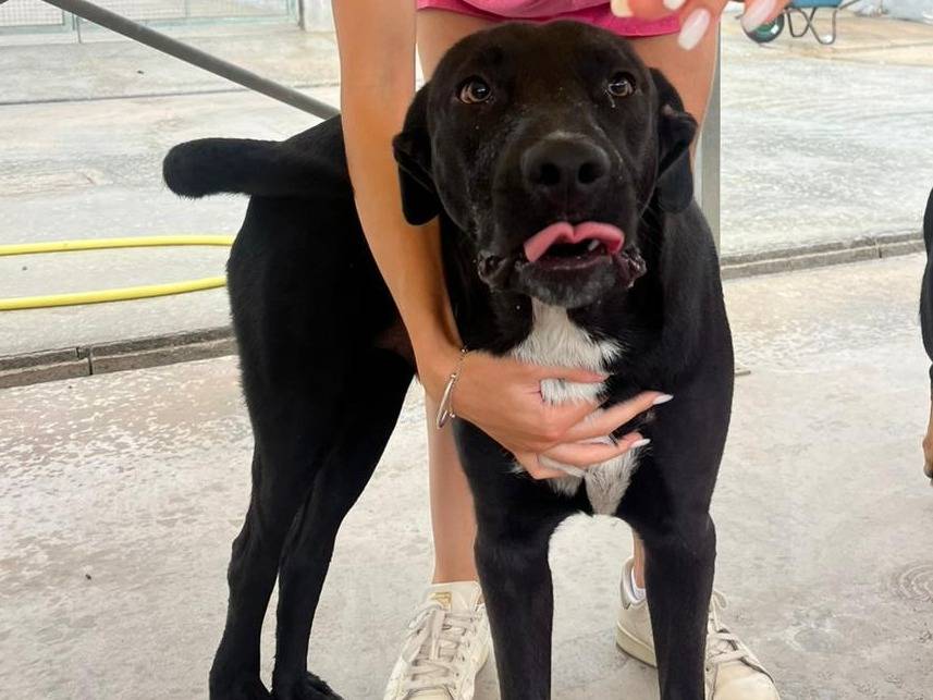 Adotta un cane, maschio, 4 anni, Latina