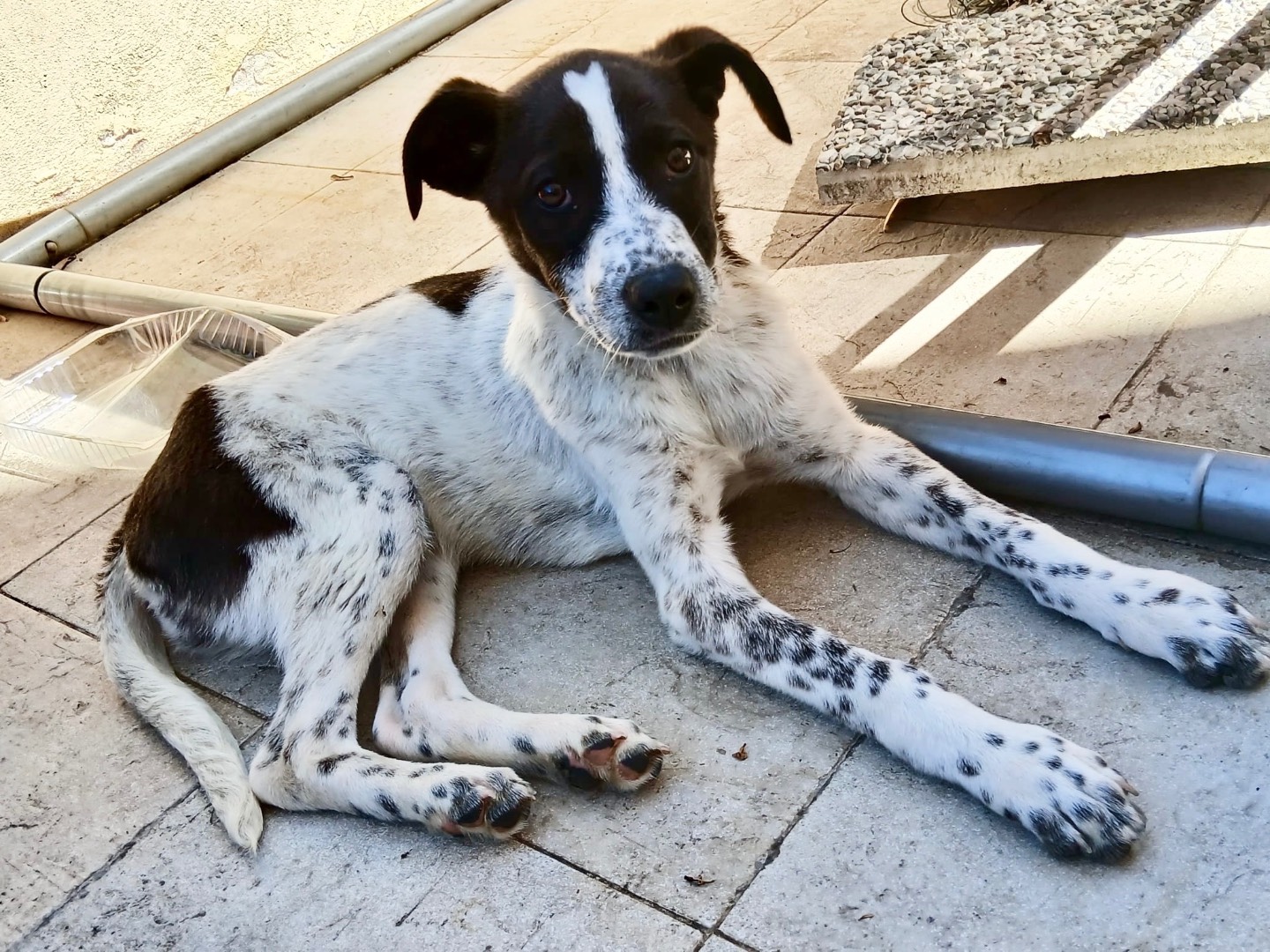 Adotta un cane, femmina, 3 mesi, Genova