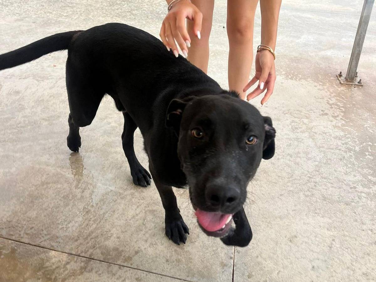 Vuoi adottare un cane a Latina?
