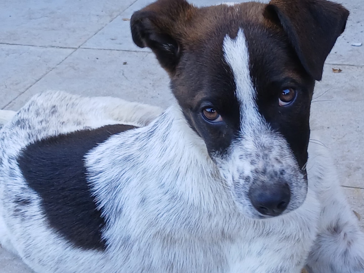 Vuoi adottare un cane a Genova?
