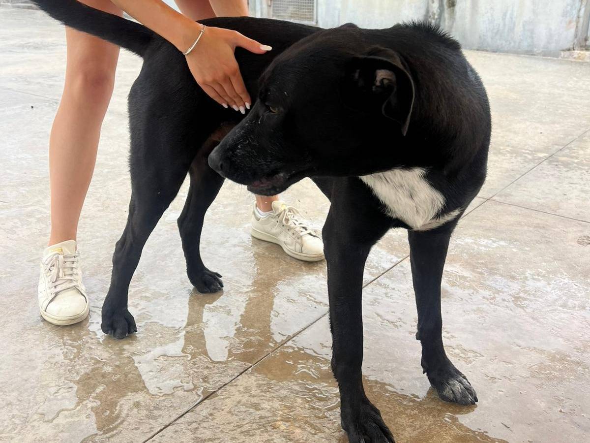 Adotta il cane BALTO a Latina