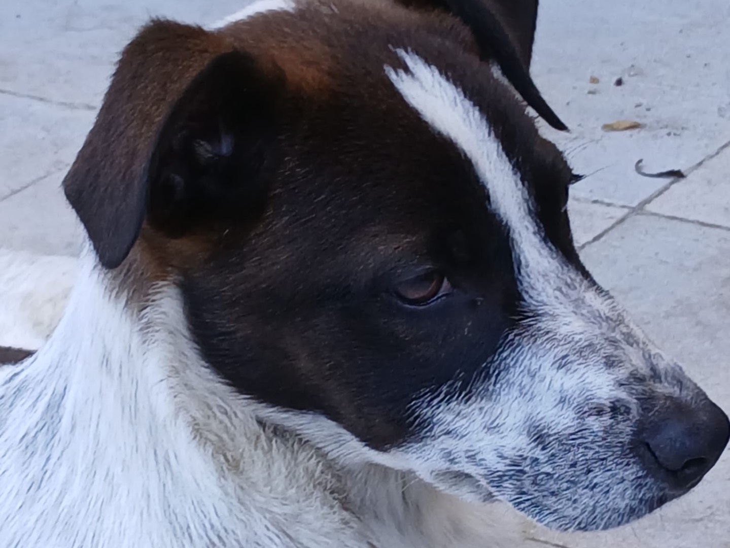Adotta il cane Macchia a Genova