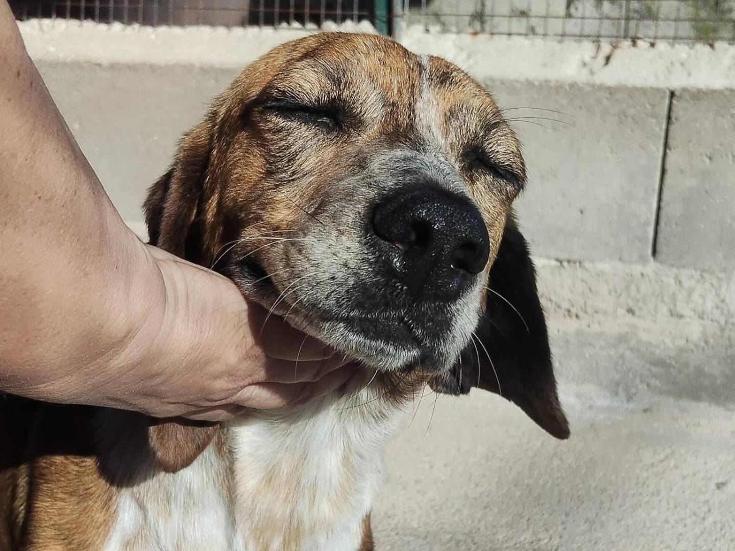 Adozione cane, femmina, Segugio Razza sconosciuta, 3 anni, taglia media contenuta, Latina